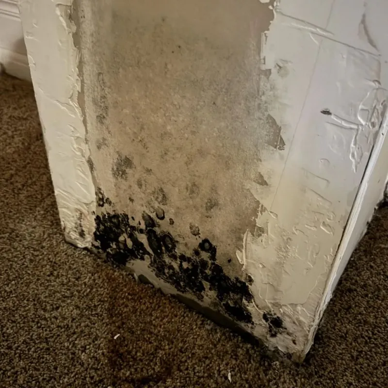 Professional Mold Removal in Barrington, RI